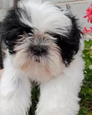Sprzedam szczenięta Shih tzu 3