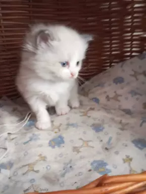 Puchowe kocięta rasy Ragdoll 5