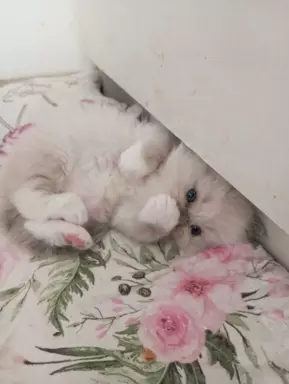 Puchowe kocięta rasy Ragdoll 3