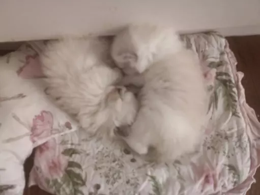 Puchowe kocięta rasy Ragdoll 7