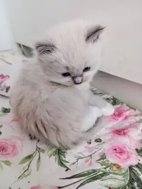 Puchowe kocięta rasy Ragdoll 2