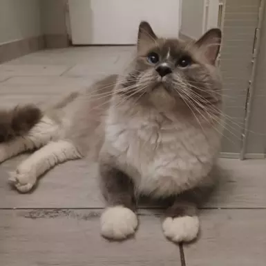 Puchowe kocięta rasy Ragdoll 9