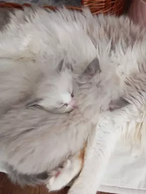 Puchowe kocięta rasy Ragdoll 8