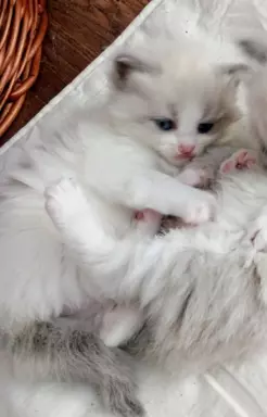 Puchowe kocięta rasy Ragdoll 6