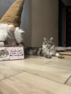 Adopcja płatna 3
