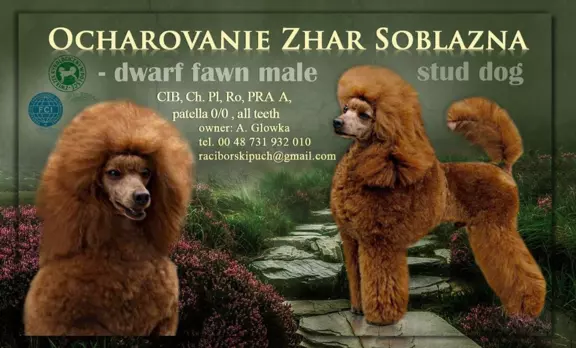 Pudel miniaturowy płowy 4