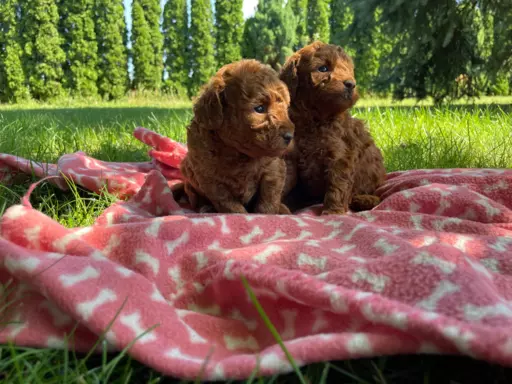 Pudel miniaturowy płowy 2