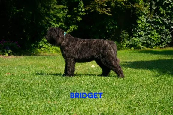 Szczenięta Bouvier des Flandres FCI (191) 1