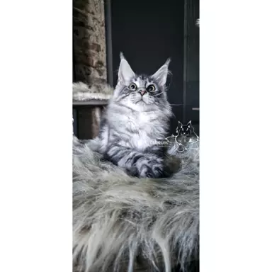 Kocurki Maine Coon FPL FIFe 3