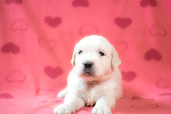 ZKwP/FCI | Szczeniaczki | Golden Retriever | HD-0 5