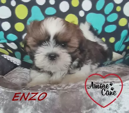 Przepiękny piesek shih-tzu ENZO-ZAREZERWOWANY. 5