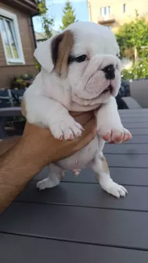 Szczenięta bulldog angielski FCI 1