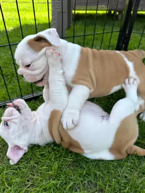 Szczenięta bulldog angielski FCI 2
