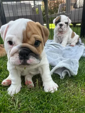 Szczenięta bulldog angielski FCI 3