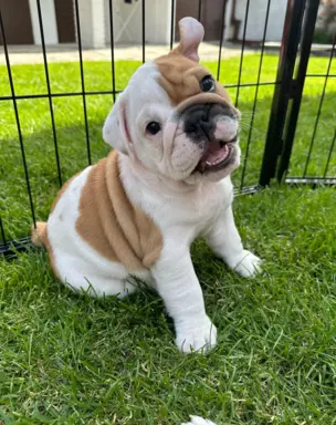 Szczenięta bulldog angielski FCI 4