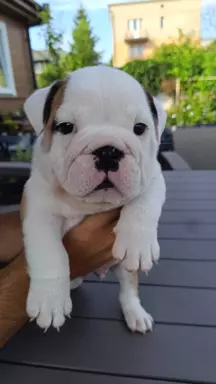Szczenięta bulldog angielski FCI 5