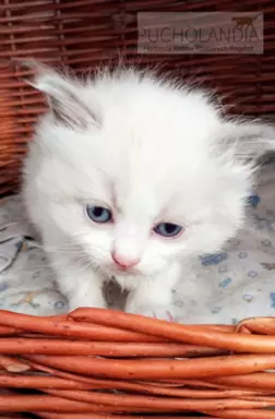 Puchowe kocięta rasy Ragdoll 4