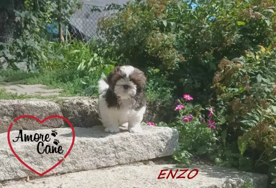 Przepiękny piesek shih-tzu ENZO-ZAREZERWOWANY. 3