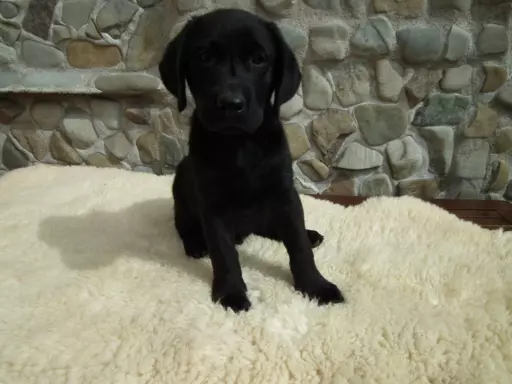 Labrador Gotowy do Odbioru ostatni wolny Piesek 7