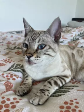 Śnieżny kocurek bengalski Marble 7