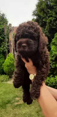 Lagotto Romagnolo szczenięta FCI 1