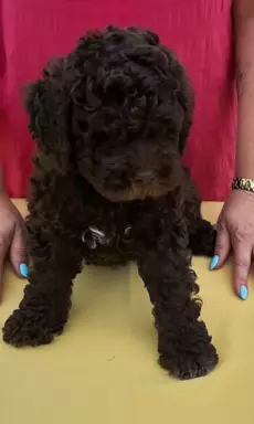Lagotto Romagnolo szczenięta FCI 4
