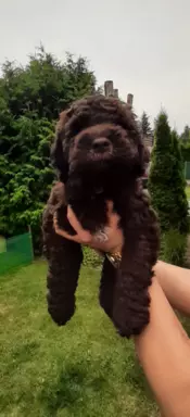 Lagotto Romagnolo szczenięta FCI 2