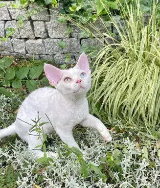 Różnooki (heterochromia) Devon Rex 3