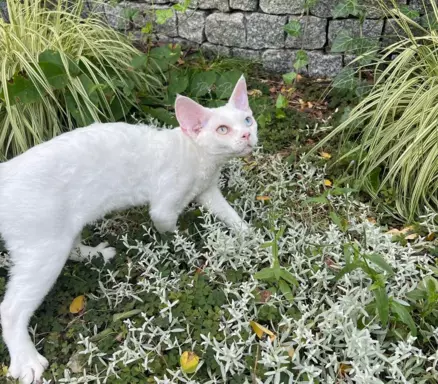 Różnooki (heterochromia) Devon Rex 5