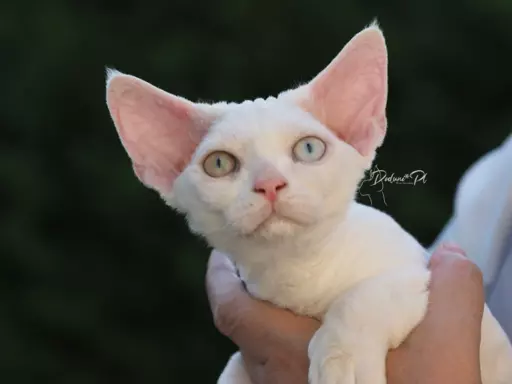 Różnooki (heterochromia) Devon Rex 1