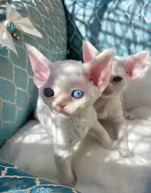 Różnooki (heterochromia) Devon Rex 6