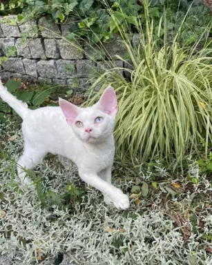 Różnooki (heterochromia) Devon Rex 4