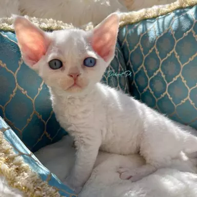 Różnooki (heterochromia) Devon Rex 2