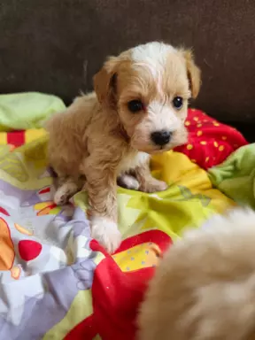 Maltipoo chłopcy maleńcy 2