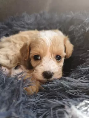 Maltipoo chłopcy maleńcy 3