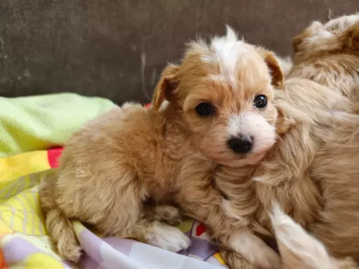 Maltipoo chłopcy maleńcy 1