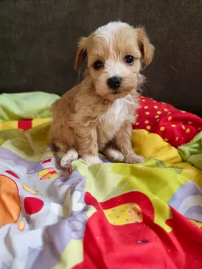 Maltipoo chłopcy maleńcy 4