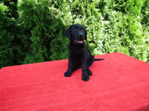 Labrador Gotowy do Odbioru ostatni wolny Piesek 5