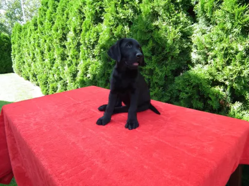 Labrador Gotowy do Odbioru ostatni wolny Piesek 6