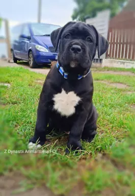 Szczenięta Cane Corso Italiano ZKwP/FCI 2
