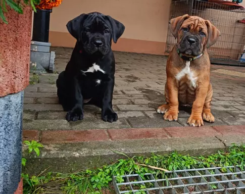 Szczenięta Cane Corso Italiano ZKwP/FCI 1