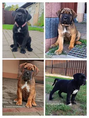 Szczenięta Cane Corso Italiano ZKwP/FCI 3