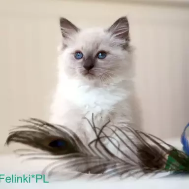 RAGDOLL Cudne puchatki 2