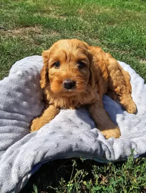 Labradoodle f1b chłopcy labrador/pudel/goldendoodle 1