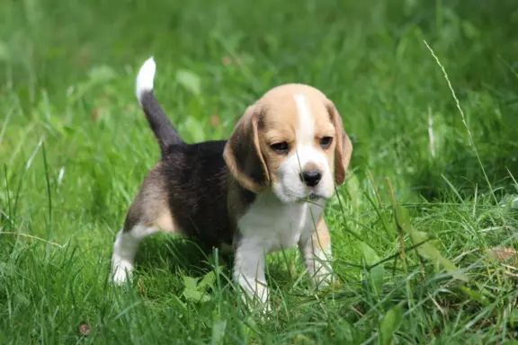 Kawaler Beagle ZKwP (FCI) po Championie Polski 3