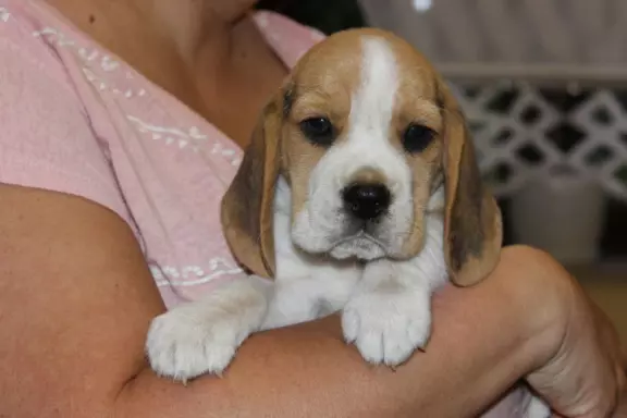 Kawaler Beagle ZKwP (FCI) po Championie Polski 1