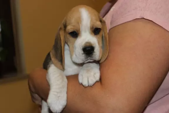 Kawaler Beagle ZKwP (FCI) po Championie Polski 2