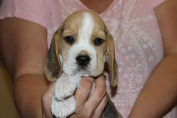 Kawaler Beagle ZKwP (FCI) po Championie Polski 4