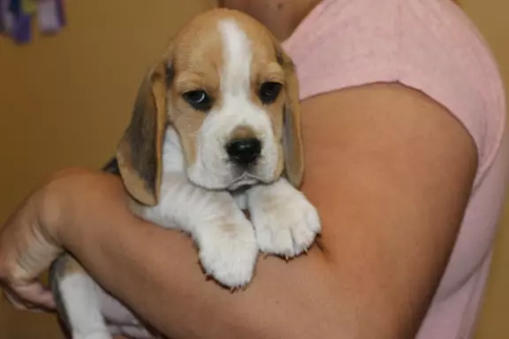 Kawaler Beagle ZKwP (FCI) po Championie Polski 5