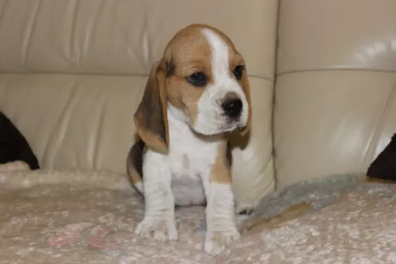 Kawaler Beagle ZKwP (FCI) po Championie Polski 6